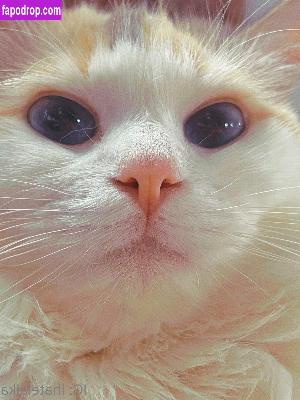 sleepylaika leak #0461