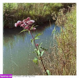 cedella01 leak #0009