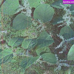 cedella01 leak #0004